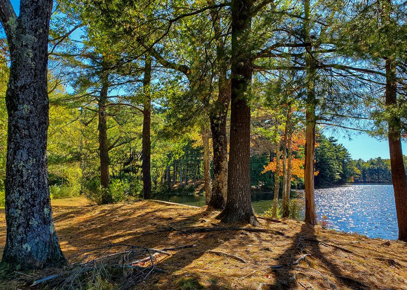 Rutland State Park, Massachusetts, USA